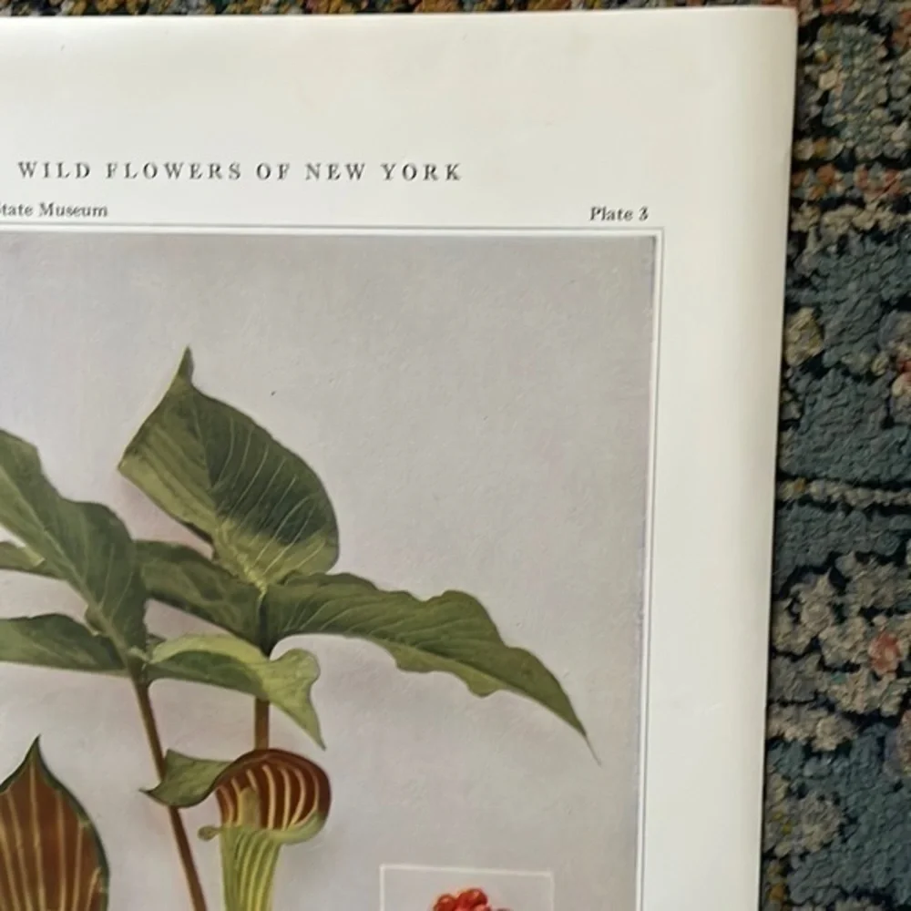 Botanical Plant Print Original Jack in The Pulpit plant